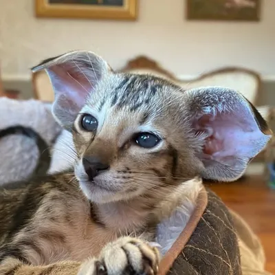 Cattery Chellamanis profile
