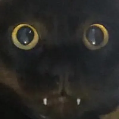 NOSFERPAWTU profile