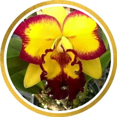Orquídeas profile