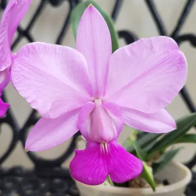 Orquídeas na Varanda profile