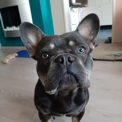 Oscar profile