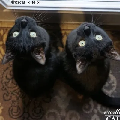 Oscar and Felix ๐จ๐ฆ profile