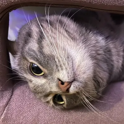 OSEILLE profile