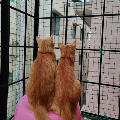 Oscar & Oreo (Ginger Cats) profile