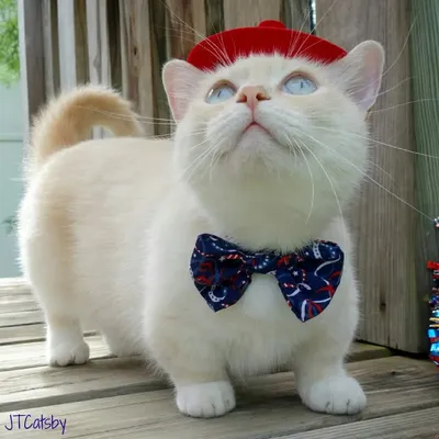 JT Catsby the Munchkin :) profile