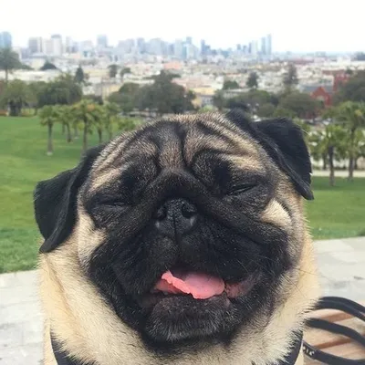 Otis the Pug profile