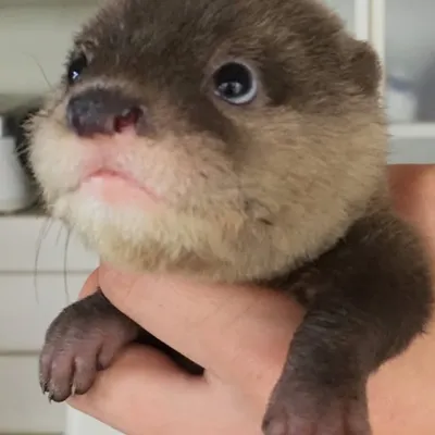 かわうそ ごんた Gonta the otter profile