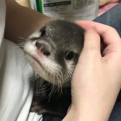 カワウソのウーちゃん profile