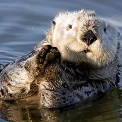 otters life profile