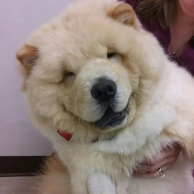 His Excellency, King Otto the Chow Chow ๐ ๐๐ค๐ profile
