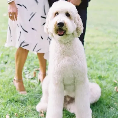 Otto The Doodle profile
