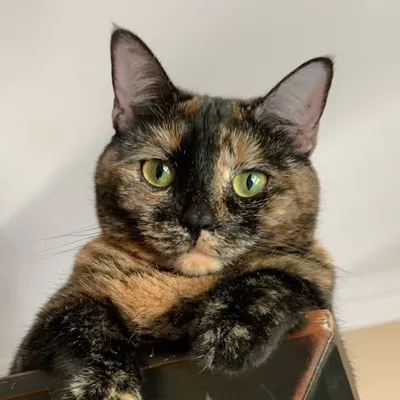 🐾🌸Journey🌸🐾 profile