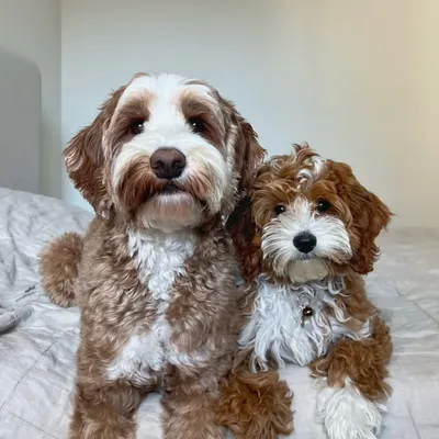teddy & maple 🧸 mini labradoodles profile