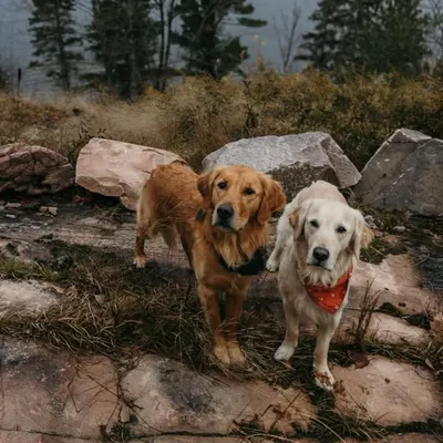 Arthur & Indy | intentional living with sensitive dogs profile