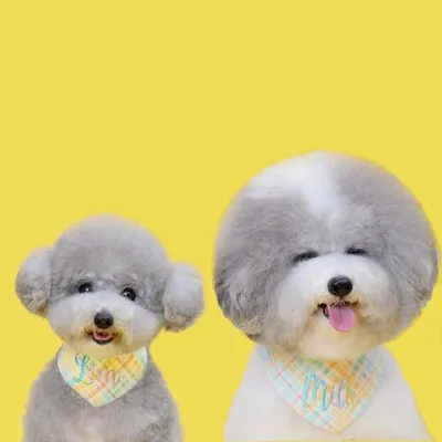 🐶 |🍦忌廉・鮮奶 🍼 | 🐾 profile