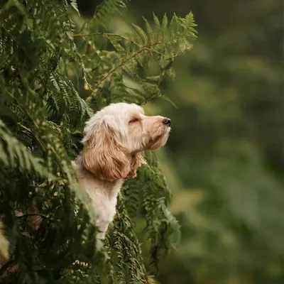 Lottie and her owner Holly profile