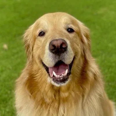 SIMBA l O Golden Rico ๐ profile