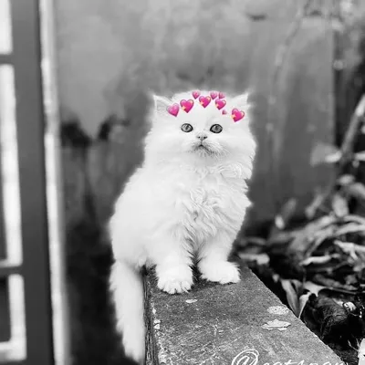 #๐| ุนุดู profile