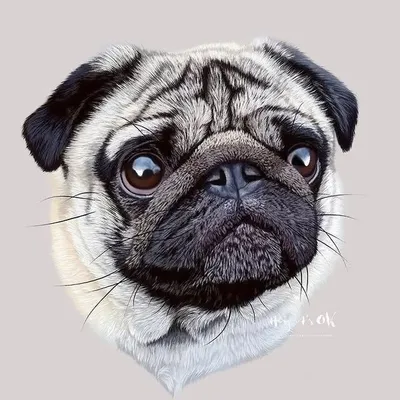 Porky the Pug profile