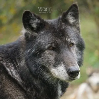 🐺 Wolf Sanctuary of PA🐺 profile