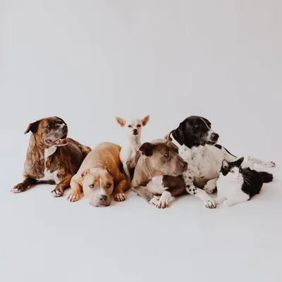 Pack of Potatoes profile