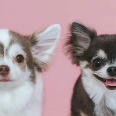 パルちゃんとティラちゃん | Palpy & Tira profile