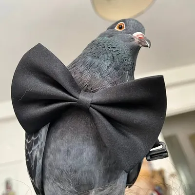 pamthepigeon profile