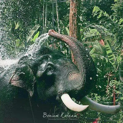 പാമ്പാടി രാജൻ profile
