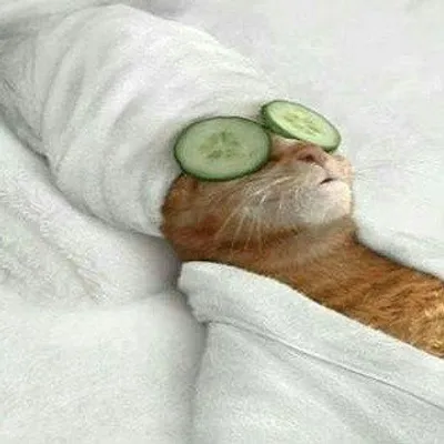 We Love Pampering Our Cats! profile