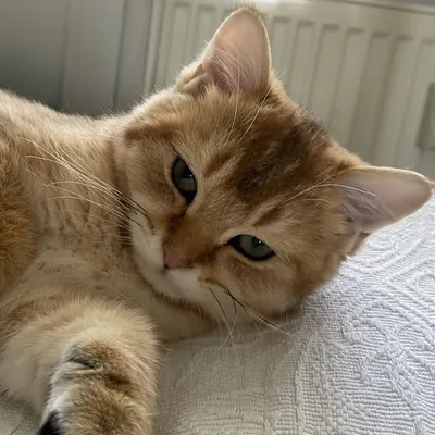 Pamuk Cat ๐ฑ profile