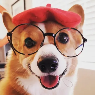 Pan Pan profile