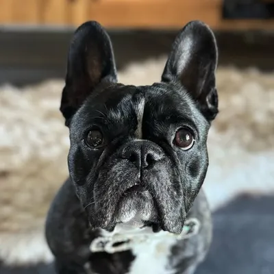 Pancake profile