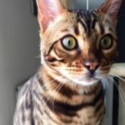 Pancho The Bengal profile