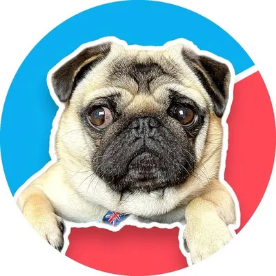 Pangpang the Cute Pug | Adorable Dog Model & Actor profile