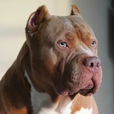 Odin profile
