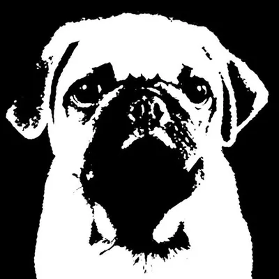 PapaPug Diego profile