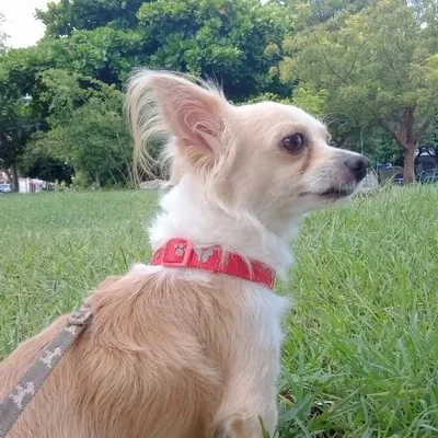 papi gustavo profile