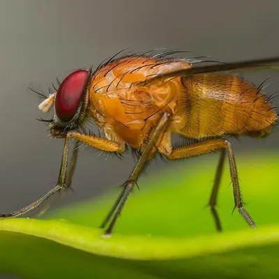 Macro Shot profile
