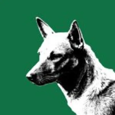 Pariah Dog profile