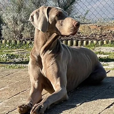PARIDE profile