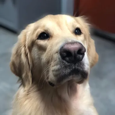 Parker The Golden profile