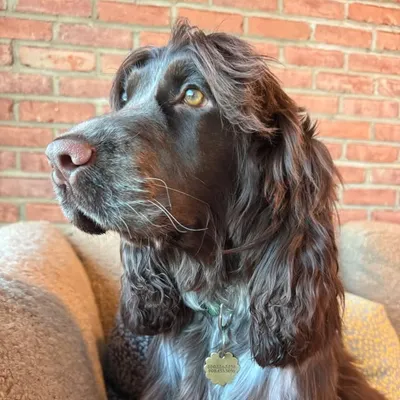 Reggie profile