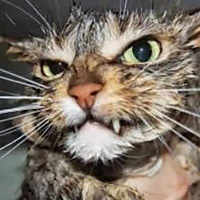 Parole de chat profile