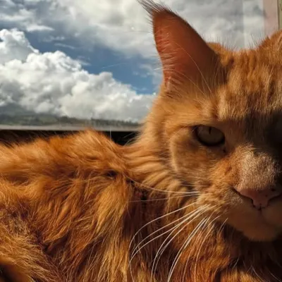 Maine Coon redtaby profile
