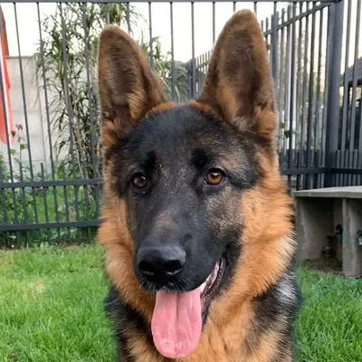Pastor Aleman | GermanShepherd profile
