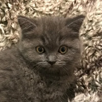 PatrickLeChat profile