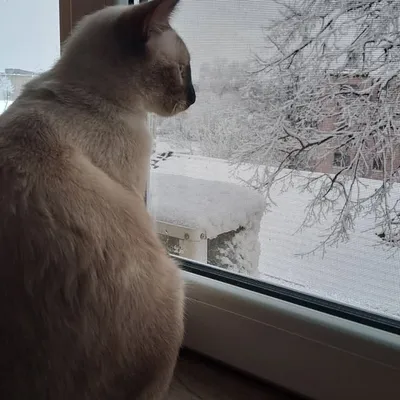 Patrick pițu profile