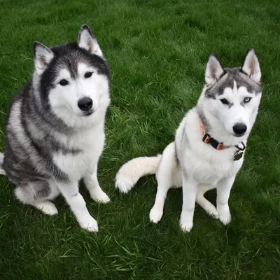 Patriot & Kira profile