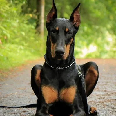 Pawesome Puppers profile