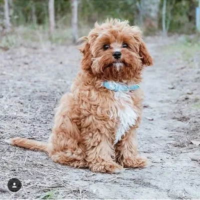 Pawfect Doggies ๐ถ profile